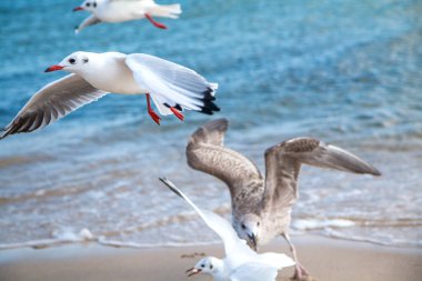 Seagulls on the beach (Baltic Sea, Poland)