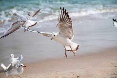 Seagulls on the beach (Baltic Sea, Poland)