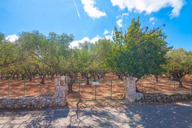 Yunanistan 'ın Zakynthos adasında antik zeytin ağaçları. 