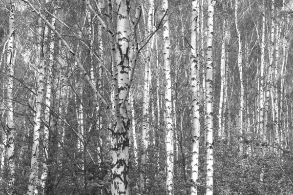 Красиві Березові Дерева Білою Березовою Корою Березовому Гаю Березовим Листям — стокове фото