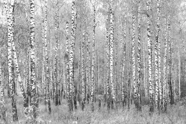 Beautiful Birch Trees White Birch Bark Birch Grove Birch Leaves — Fotografia de Stock