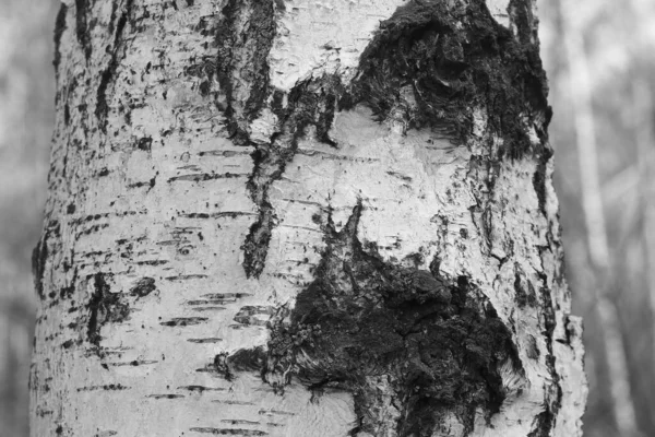 자작나무 껍질에 자작나무 줄무늬가 자작나무 무늬와 자작나무 — 스톡 사진