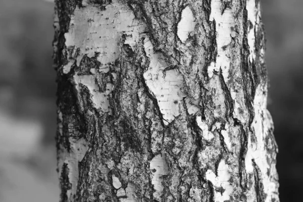 Pattern Birch Bark Black Birch Stripes White Birch Bark Wooden — Stock Photo, Image