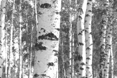 Sonbaharda huş ağaçlarıyla huş ağacının huş ağacına kabuk bağlayan güzel huş ağaçları.