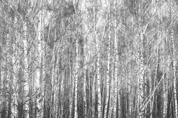 Piękne Brzozy Białą Korą Brzozy Gaju Brzozowym Liśćmi Brzozy Jesienią — Zdjęcie stockowe