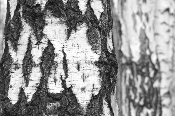 Красиві Березові Дерева Білою Березовою Корою Березовому Гаю Березовим Листям — стокове фото