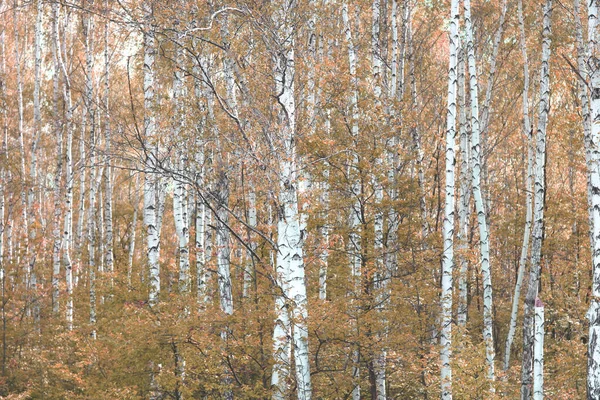 Beautiful Birch Trees White Birch Bark Birch Grove Birch Leaves — Stock Fotó