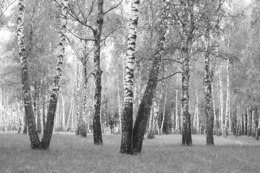 Sonbaharda huş ağaçlarıyla huş ağacının huş ağacına kabuk bağlayan güzel huş ağaçları.