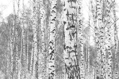 Sonbaharda huş ağaçlarıyla huş ağacının huş ağacına kabuk bağlayan güzel huş ağaçları.