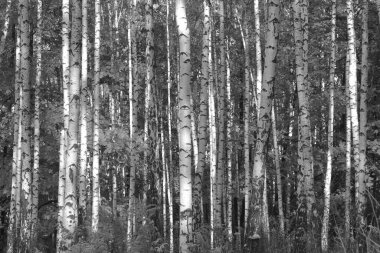 Sonbaharda huş ağaçlarıyla huş ağacının huş ağacına kabuk bağlayan güzel huş ağaçları.