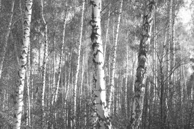 Sonbaharda huş ağaçlarıyla huş ağacının huş ağacına kabuk bağlayan güzel huş ağaçları.