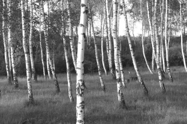 Sonbaharda huş ağaçlarıyla huş ağacının huş ağacına kabuk bağlayan güzel huş ağaçları.