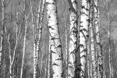Sonbaharda huş ağaçlarıyla huş ağacının huş ağacına kabuk bağlayan güzel huş ağaçları.