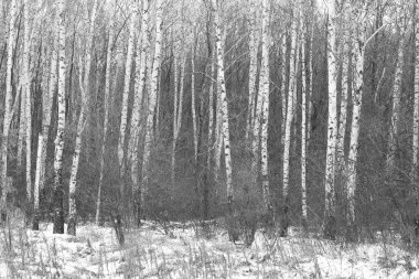 Sonbaharda huş ağaçlarıyla huş ağacının huş ağacına kabuk bağlayan güzel huş ağaçları.