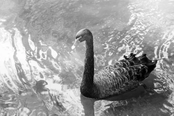 Black and white photo with beautiful swan on black and white background in style of old black and white retro photo as sample of black and white photo