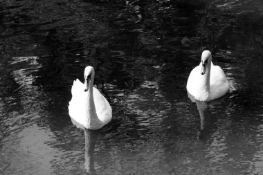 Black and white photo with white swans on black background in style of old black and white retro photo as sample of black and white photo