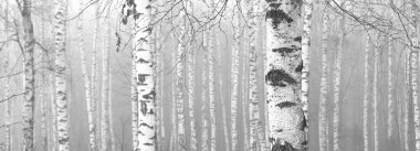 Sonbaharda huş ağaçlarıyla huş ağacının huş ağacına kabuk bağlayan güzel huş ağaçları.