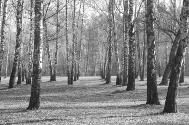 Sonbaharda huş ağaçlarıyla huş ağacının huş ağacına kabuk bağlayan güzel huş ağaçları.