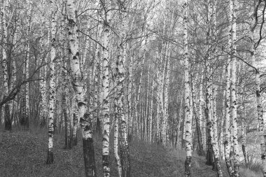Sonbaharda huş ağaçlarıyla huş ağacının huş ağacına kabuk bağlayan güzel huş ağaçları.
