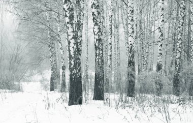 Kışın huş ağacında siyah beyaz huş ağacına sahip genç huş ağaçları diğer huş ağaçlarının arka planına karşıdır.