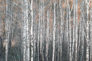 Sonbaharda huş ağaçlarıyla huş ağacının huş ağacına kabuk bağlayan güzel huş ağaçları.