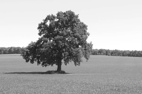 Black and white photo with black and white tree against black and white field as example of old black and white photo