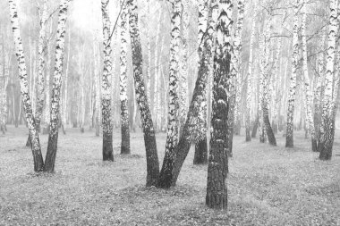 Sonbaharda huş ağaçlarıyla huş ağacının huş ağacına kabuk bağlayan güzel huş ağaçları.