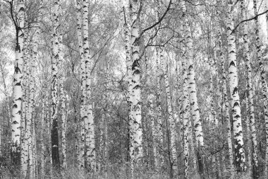 Sonbaharda huş ağaçlarıyla huş ağacının huş ağacına kabuk bağlayan güzel huş ağaçları.