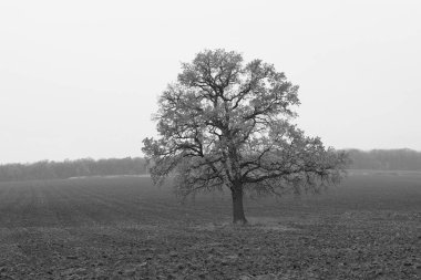 Siyah beyaz fotoğraf, siyah beyaz ağaçla siyah beyaz tarlaya karşı eski siyah beyaz fotoğraf gibi.