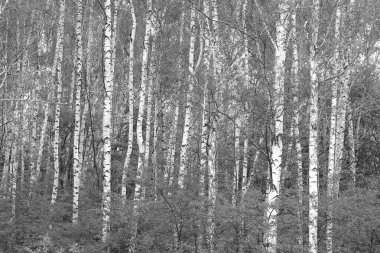 Sonbaharda huş ağaçlarıyla huş ağacının huş ağacına kabuk bağlayan güzel huş ağaçları.