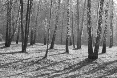 Sonbaharda huş ağaçlarıyla huş ağacının huş ağacına kabuk bağlayan güzel huş ağaçları.