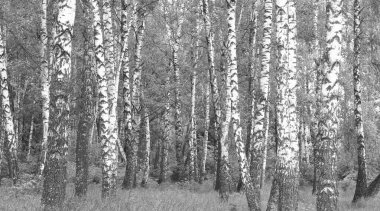 Sonbaharda huş ağaçlarıyla huş ağacının huş ağacına kabuk bağlayan güzel huş ağaçları.