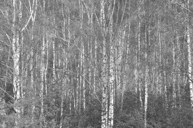 Sonbaharda huş ağaçlarıyla huş ağacının huş ağacına kabuk bağlayan güzel huş ağaçları.