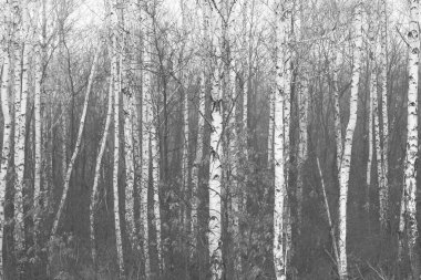 Sonbaharda huş ağaçlarıyla huş ağacının huş ağacına kabuk bağlayan güzel huş ağaçları.