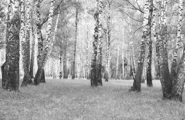 Sonbaharda huş ağaçlarıyla huş ağacının huş ağacına kabuk bağlayan güzel huş ağaçları.