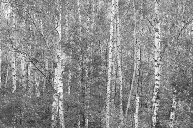 Beautiful birch trees with white birch bark in birch grove with birch leaves in autumn