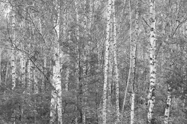 Beautiful Birch Trees White Birch Bark Birch Grove Birch Leaves — Zdjęcie stockowe
