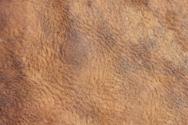 brown background with leather texture with brown veins of brown leather background as sample of brown background from natural leather or sample of texture of leather for beautiful natural background