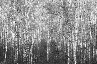 Sonbaharda huş ağaçlarıyla huş ağacının huş ağacına kabuk bağlayan güzel huş ağaçları.