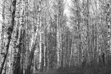 Sonbaharda huş ağaçlarıyla huş ağacının huş ağacına kabuk bağlayan güzel huş ağaçları.
