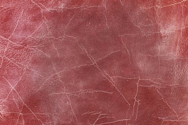 Beautiful red background with leather texture with red veins of red leather background as sample of red background from natural leather or sample of texture of leather for beautiful natural background