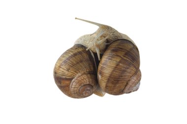 Beyaz arka planda izole edilmiş güzel salyangozlar salyangozun yavaş hızının sembolü ya da kabuktaki salyangozun yaşamı ya da salyangozun bağımsızlığının.