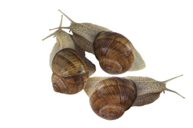 Beyaz arka planda izole edilmiş güzel salyangozlar salyangozun yavaş hızının sembolü ya da kabuktaki salyangozun yaşamı ya da salyangozun bağımsızlığının.