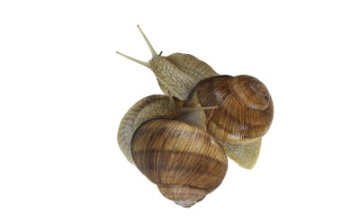 Beyaz arka planda izole edilmiş güzel salyangozlar salyangozun yavaş hızının sembolü ya da kabuktaki salyangozun yaşamı ya da salyangozun bağımsızlığının.