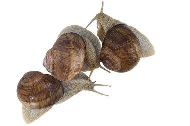 Beyaz arka planda izole edilmiş güzel salyangozlar salyangozun yavaş hızının sembolü ya da kabuktaki salyangozun yaşamı ya da salyangozun bağımsızlığının.