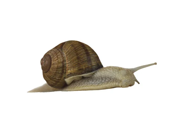 Beautiful Snail Isolated White Background Symbol Slow Speed Snail Life — Stock Photo, Image