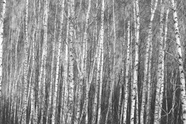  Sonbaharda huş ağaçlarıyla huş ağacının huş ağacına kabuk bağlayan güzel huş ağaçları.