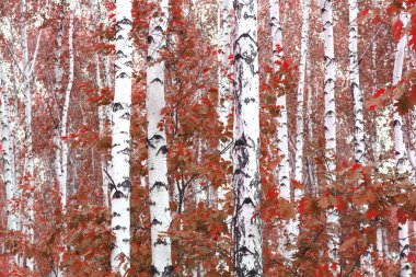  Beautiful birch trees with white birch bark in birch grove with birch leaves in autumn