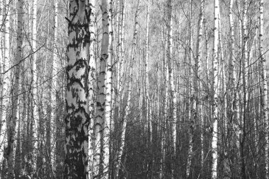  Sonbaharda huş ağaçlarıyla huş ağacının huş ağacına kabuk bağlayan güzel huş ağaçları.