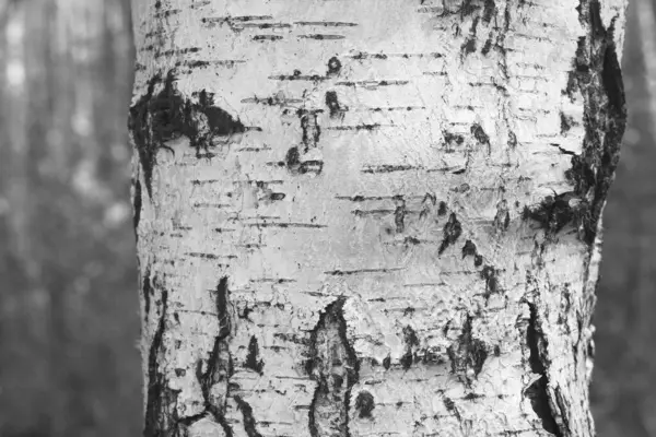 pattern of birch bark with black birch bark stripes on white birch bark and with wooden birch bark texture